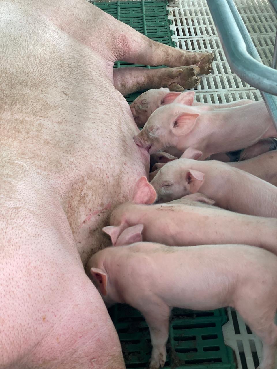 Lechones alimentándose junto a su madre